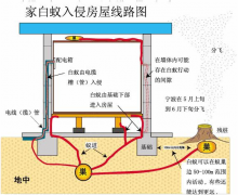 裝修白蟻防治